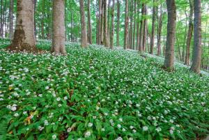 Pragozd Pečke, arhiv Občine Dolenjske Toplice