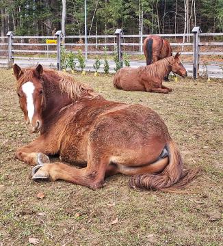 Dobrodih, arhiv Urške Granda