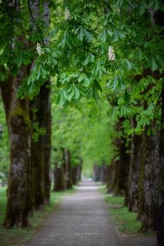 Zdraviliški park, arhiv Občine Dolenjske Toplice