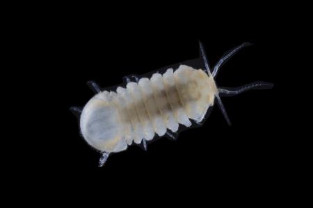 Monolistra Racovitzai